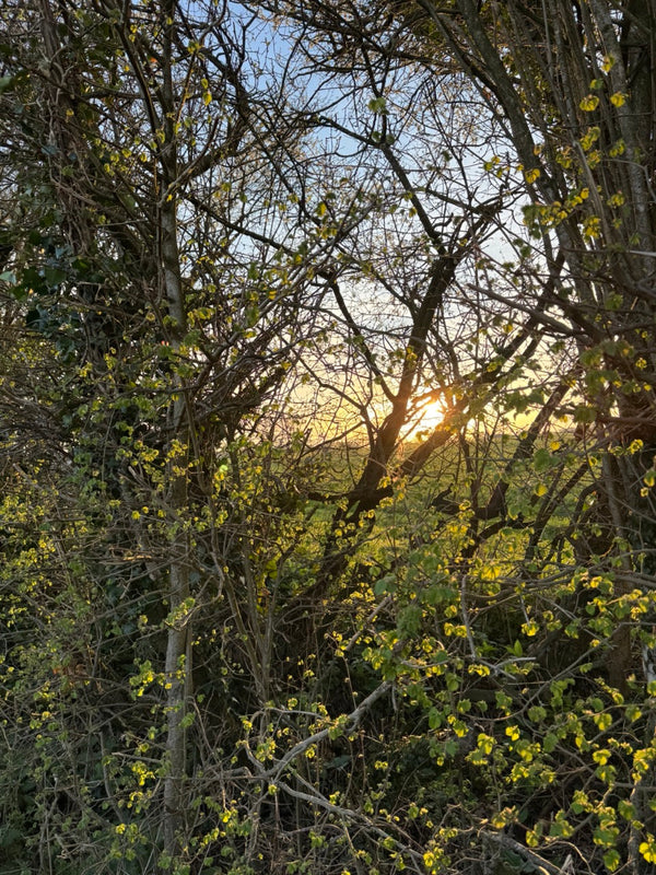 The Chiffchaff Returns - A Note in the Living Calendar